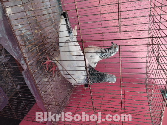 গিরিবাজ কবুতর
